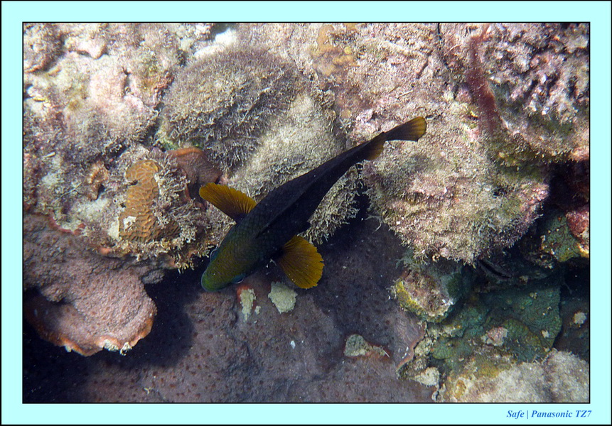 2011 - 03 - Koh Kradan 052